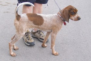 Picture of Daisy