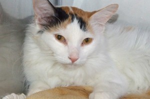 Picture of Dandelion