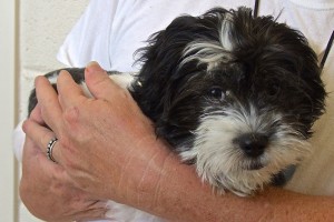 Picture of Domino