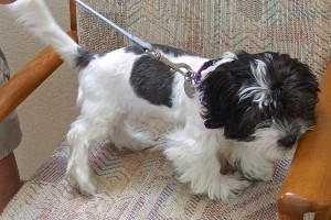 Picture of Domino