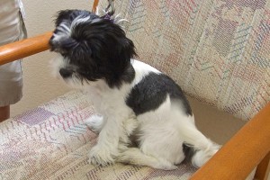 Picture of Domino