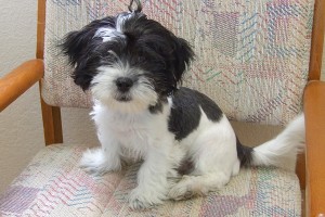 Picture of Domino