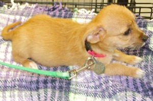 Picture of Dorothy