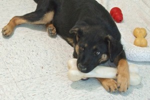 Picture of Ferris
