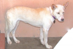 Picture of Fiesta