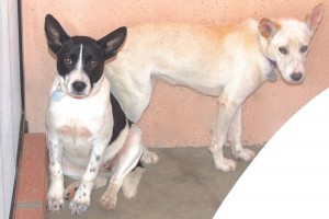 Picture of Fiesta