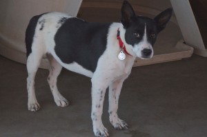 Picture of Frolic