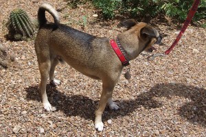 Picture of Georgie