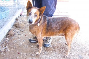 Picture of Ginger