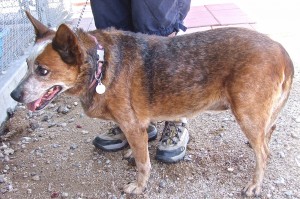 Picture of Ginger