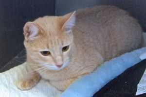 Picture of Henry