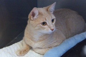 Picture of Henry