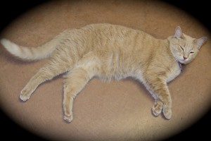 Picture of Henry