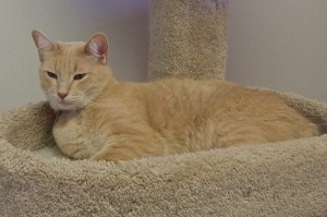 Picture of Henry