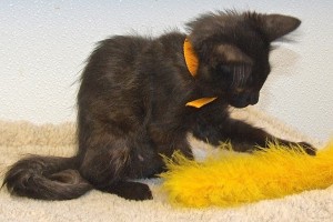 Picture of Kitty,Kitty