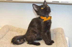 Picture of Kitty,Kitty