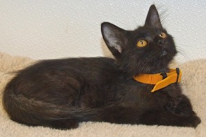 Picture of Kitty,Kitty