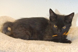 Picture of Kitty,Kitty