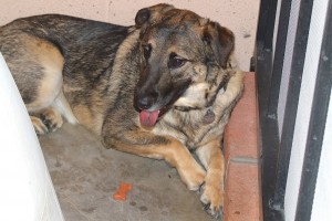 Picture of Luna