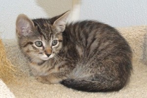 Picture of Magenta