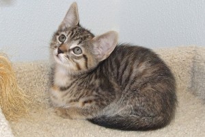 Picture of Magenta