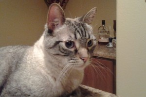 Picture of Max