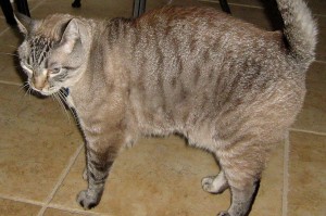 Picture of Max