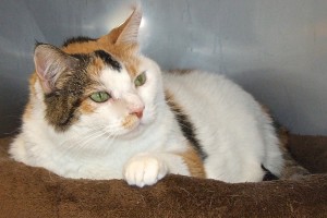 Picture of Miko