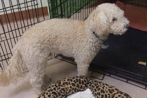 Picture of Walter