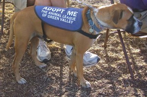 Picture of Opie