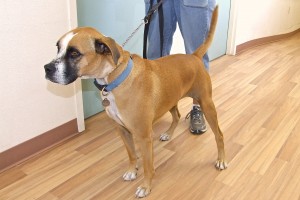 Picture of Opie