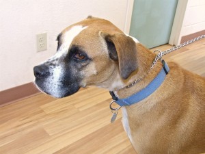 Picture of Opie
