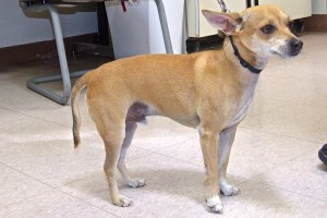 Picture of Pancho