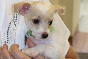 Picture of Phyllis