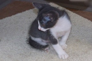 Picture of Piglet