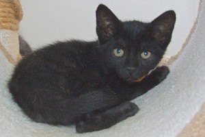 Picture of Pluto Cat
