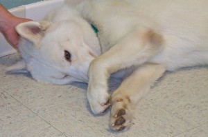 Picture of Prince
