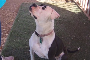 Picture of Princess
