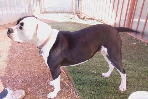 Picture of Princess
