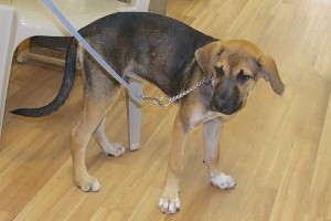 Picture of Rico
