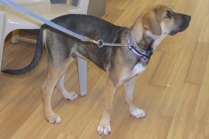 Picture of Rico