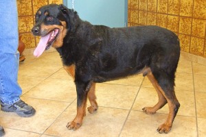 Picture of Roscoe