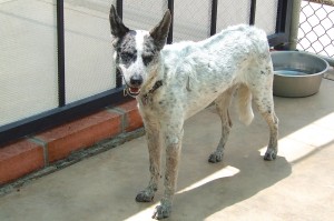 Picture of Sadie