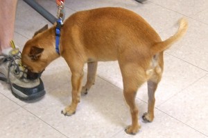 Picture of Sancho