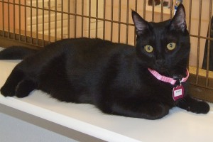 Picture of Sassy
