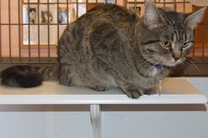 Picture of Scoots