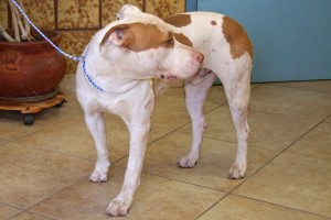 Picture of Zeus