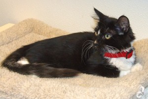 Picture of Stripes