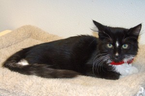 Picture of Stripes