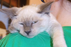 Picture of Sugar Puff